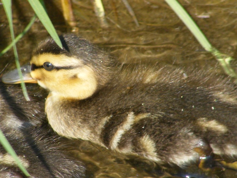 mamma anatra(germano reale)